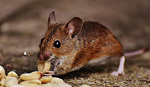 24 Hour & Emergency Exterminators in Prairie Vlg, KS